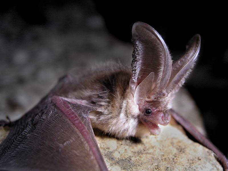 V jeskyni zimuje několik druhů netopýrů (velký, vodní, ušatý, černý), dominantním druhem je netopýr řasnatý.