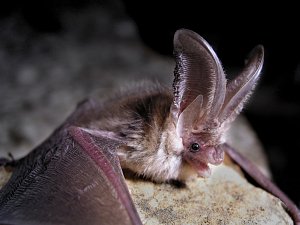 V jeskyni zimuje několik druhů netopýrů (velký, vodní, ušatý, černý), dominantním druhem je netopýr řasnatý.