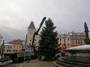 Táborský vánoční strom už stojí na Žižkově náměstí. Přijel ze Sv. Anny.