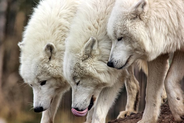 Táborští vlci arktičtí