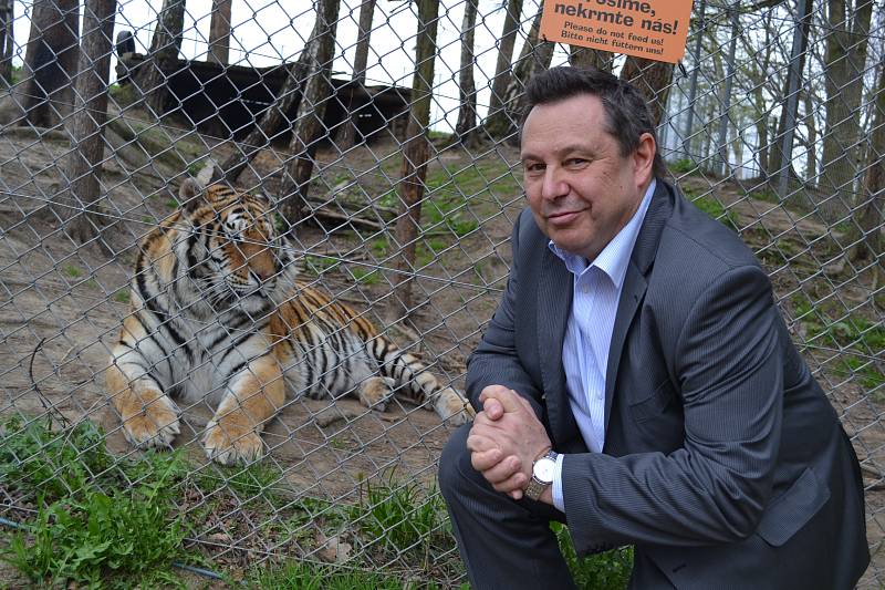 Majitel táborské zoo Evžen Korec s tygrem. 