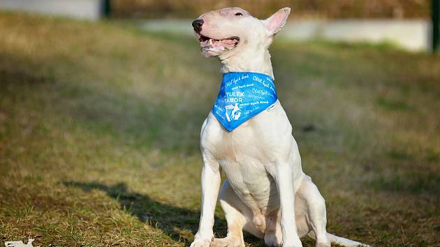 Muscle Man Romeo is an active dog full of strength and energy.  He needs leadership