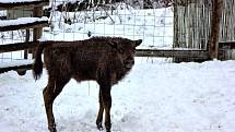 Zubr evropský, Zoo Tábor