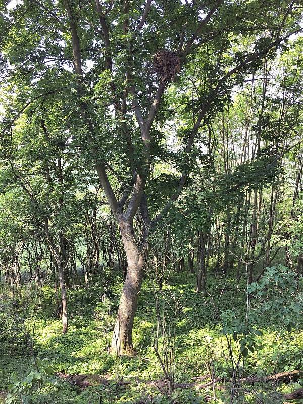 Hnízdo káně lesní je celkem jednoduchá stavba z větví, mnohdy nevysoko na stromě.Foto: Tomáš Bělka