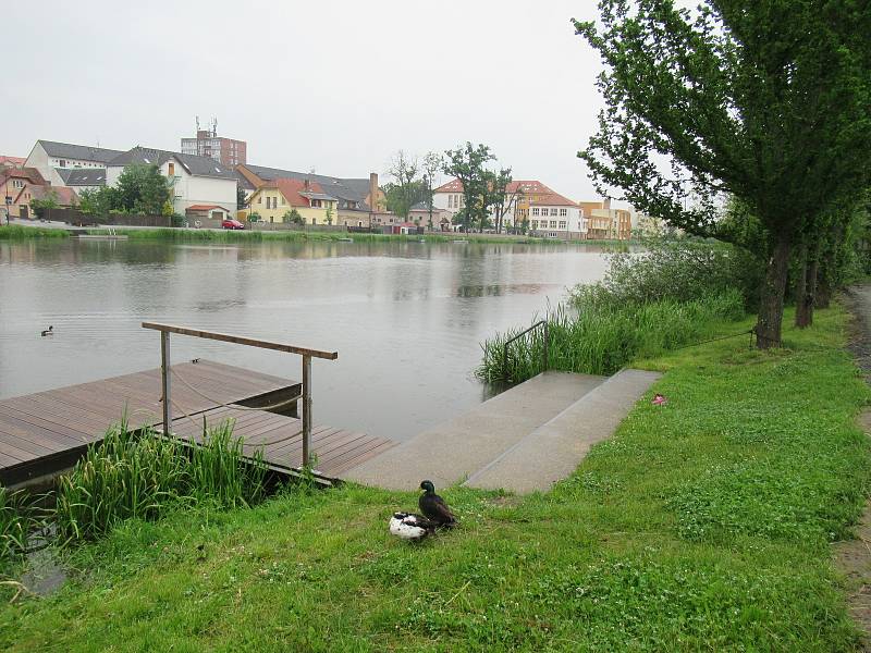 Řeka Lužnice v Plané nad Lužnicí v úterý 10. června ráno měla díky vydatným srážkám zvýšenou hladinu.