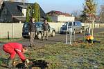 V sobotu 21. listopadu ve Veselí nad Lužnicí přibyla další zeleň, na výsadbu 40 dubů dohlížel zkušený dendrolog Miroslav Kohel.