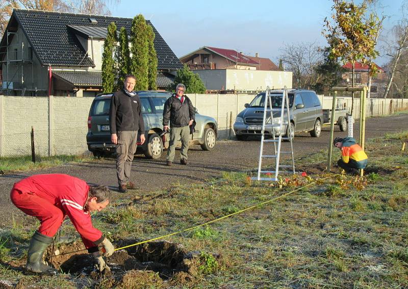 V sobotu 21. listopadu ve Veselí nad Lužnicí přibyla další zeleň, na výsadbu 40 dubů dohlížel zkušený dendrolog Miroslav Kohel.