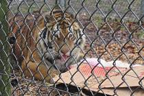 Maskot táborské zoo oslavil 9. narozeniny.