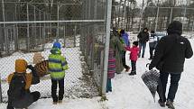 V táborské zoologické zahradě to žije i v zimním období. Návštěvníci sem mohou dorazit o víkendem a svátcích do konce března od 9 do 16 hodin. Otevřeno bude i o pololetních a jarních prázdninách.