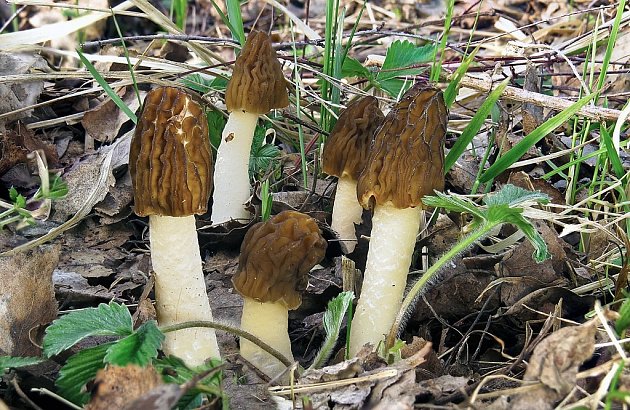 Dřeviny po regionu mizí a s nimi i houby - Táborský deník