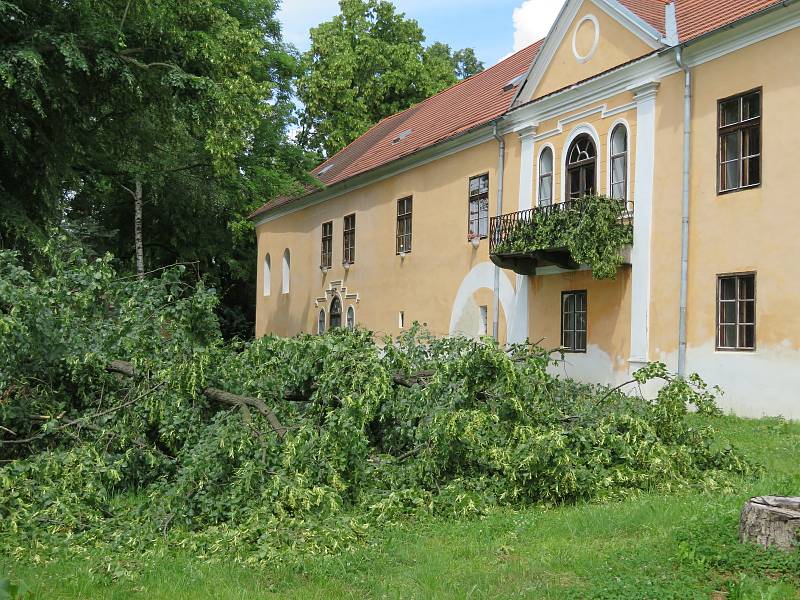 Téměř 300 let starý majestátní strom šel 24. června k zemi. Z táborských Měšic zřejmě zmizí nadobro, je nebezpečný okolí.