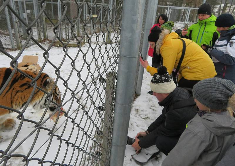 V táborské zoologické zahradě to žije i v zimním období. Návštěvníci sem mohou dorazit o víkendem a svátcích do konce března od 9 do 16 hodin. Otevřeno bude i o pololetních a jarních prázdninách.