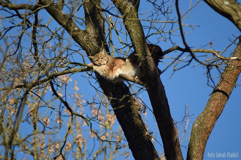 Sobotní a nedělní krmení vybraných druhů zvířat v Zoo Tábor láká návštěvníky.