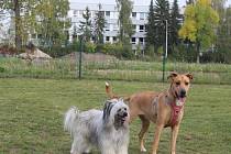 Nedaleko psího výběhu na Pražském sídlišti v Táboře nalezl mladý pár v pondělí 9. října odpoledne nástrahy s připínacími špendlíky.