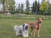 Nedaleko psího výběhu na Pražském sídlišti v Táboře nalezl mladý pár v pondělí 9. října odpoledne nástrahy s připínacími špendlíky.