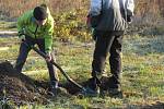 V sobotu 21. listopadu ve Veselí nad Lužnicí přibyla další zeleň, na výsadbu 40 dubů dohlížel zkušený dendrolog Miroslav Kohel.