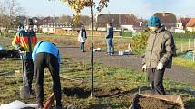 V sobotu 21. listopadu ve Veselí nad Lužnicí přibyla další zeleň, na výsadbu 40 dubů dohlížel zkušený dendrolog Miroslav Kohel.
