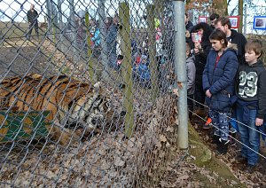 Z narozeninového krmení tygra ussurijského v táborské ZOO..