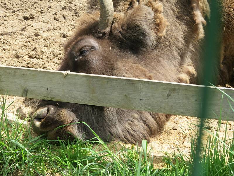 Táborská zoologická zahrada po nucené koronavirové pauze zažívá boom návštěvníků.