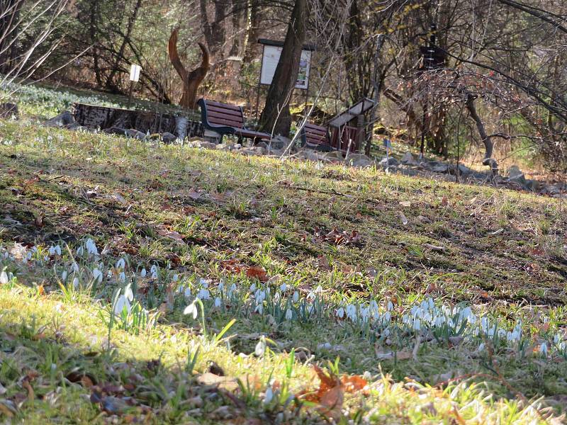 Botanickou zahradu v Táboře posely stovky bílých jarních květů.