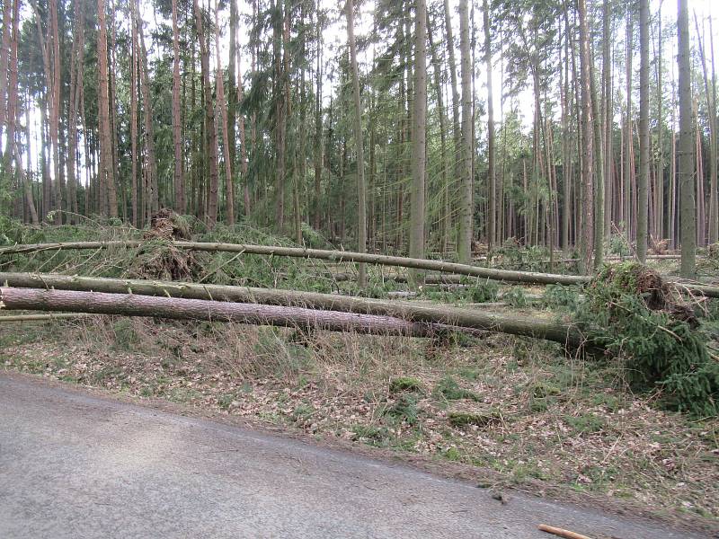 Sabine natropila na Táborsku asi největší neplechu v lese mezi Turovcem a Kozím hrádkem. Vyvracela stromy s kořeny a lámala je jako sirky, Lesy ČR silnici kvůli bezpečnosti uzavřely.