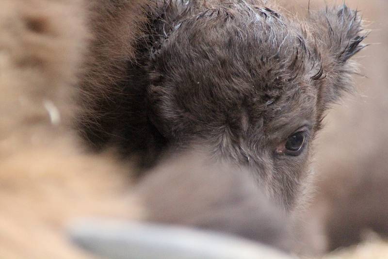 V zoo na Větrovech přivedli na svět prvního zubra.