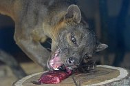 Mezi africká zvířata v Zoo Tábor patří i fosa