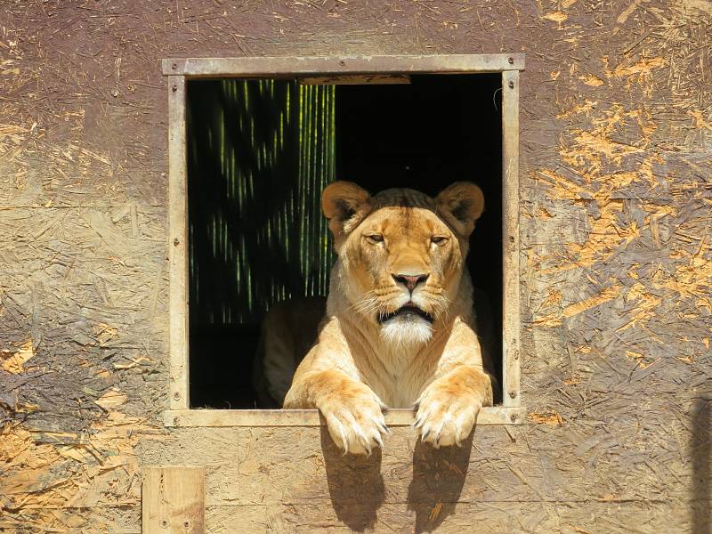 Táborská zoologická zahrada po nucené koronavirové pauze zažívá boom návštěvníků.