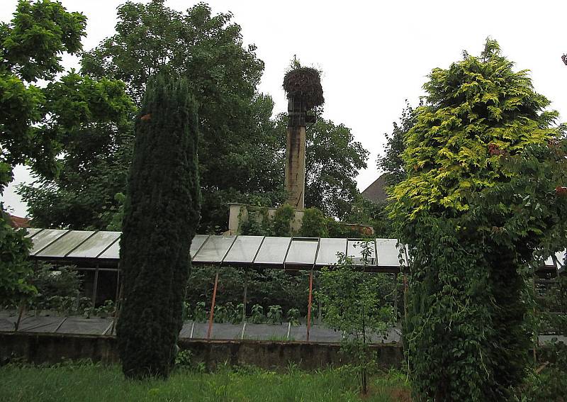 Kroužkování čápů v jižních Čechách, Hluboká nad Vltavou, Chýnov, Planá nad Lužnicí, Budislav a Soběslav.