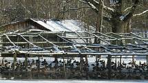 Kachní farma Strkov v Plané nad Lužnicí je jeden z velkochovů drůbeže na Táborsku v tzv. pásmu dozoru, nachází se ve vzdálenosti do deseti kilometrů od ohniska v Dlouhé Lhotě.