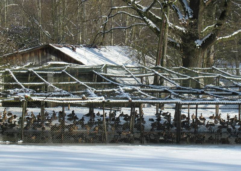 Kachní farma Strkov v Plané nad Lužnicí je jeden z velkochovů drůbeže na Táborsku v tzv. pásmu dozoru, nachází se ve vzdálenosti do deseti kilometrů od ohniska v Dlouhé Lhotě.