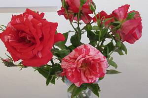 Obrazy lze vidět do 4. října, kvetoucí růže pouze do 10. září.