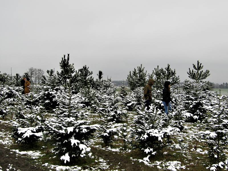 U Holců na plantáži nasají zákazníci při výběru vánočního stromečku vánoční atmosféru. Letos pro ně totiž pěstitelé přichystali i občerstvení.