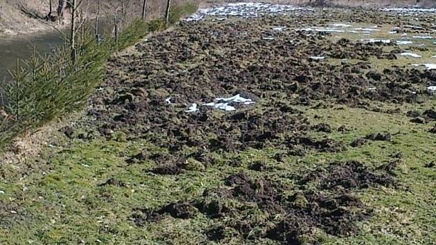 DIVOKÝMI PRASATY rozryté kynologické cvičiště na břehu Úhlavky ve Stříbře.