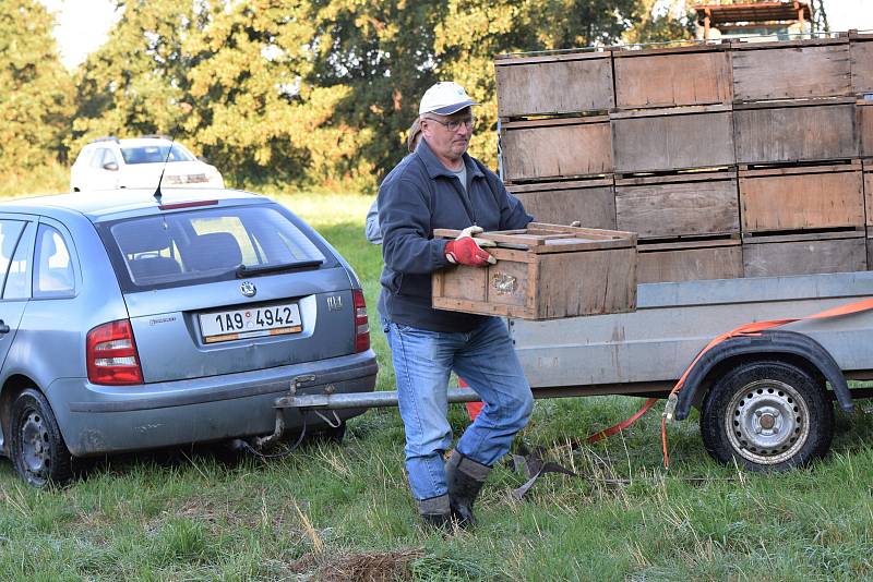 Padesát zajíců se rozuteklo v okolí Lšelína nedaleko Kostelce.