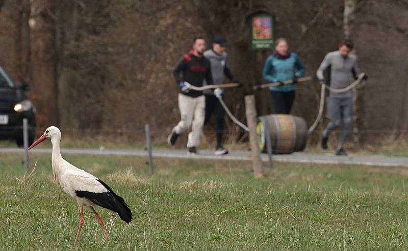 Dubový pivní sud kuliči dokouleli do Chodové Plané, začala pivní sezóna