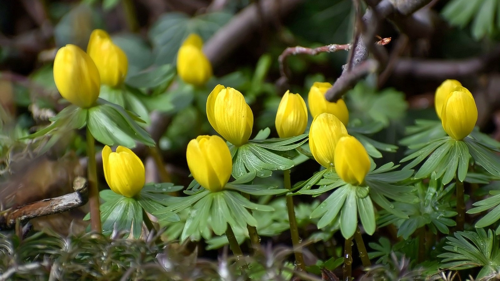 První jarní den: Těchto deset rostlin právě kvete, některé jsou velice  jedovaté - Plzeňský deník
