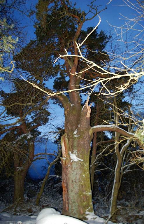 Lomská borovice je památným stromem vyhlášeným už před více než pěti lety. 