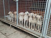 Sedm štěňat labradora, která někdo vyhodil na Tachovsku, skončilo v psím útulku.