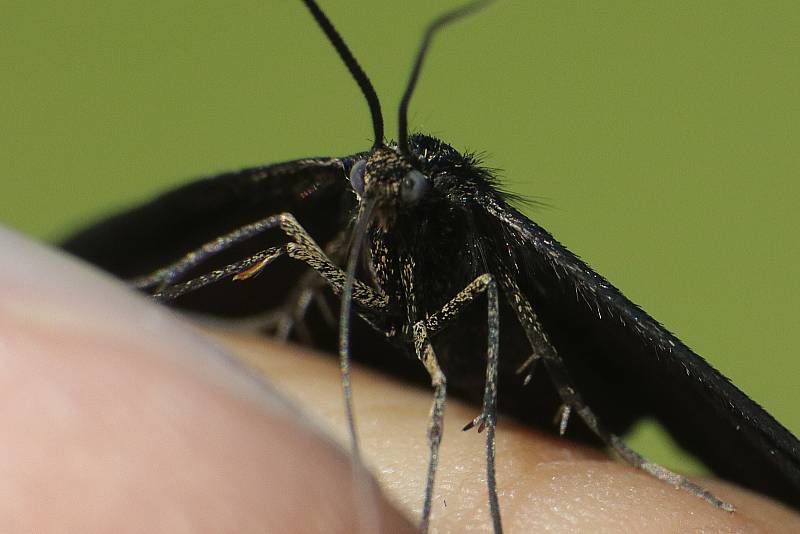 Z pozorování motýlů a dalších živožichů na loukách u Svaté Kateřiny.