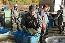 Rybáři na sytenském rybníku museli při výlovu pracovat rychle, rybám přílišné teplo nesvědčí.