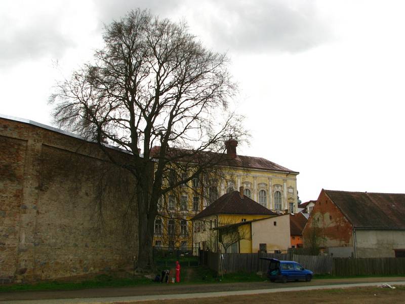 Památnému buku pročistil arborista korunu