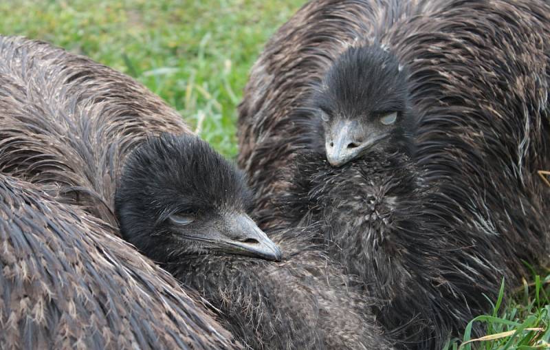 Chovatel úspěšně rozšiřuje malou zoo