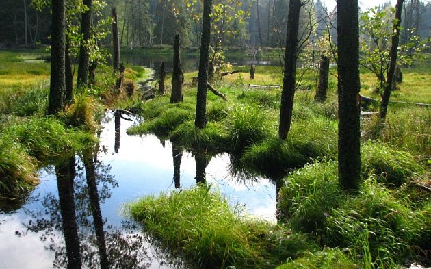 První hledačka v Českém lese je ve Vodním světě