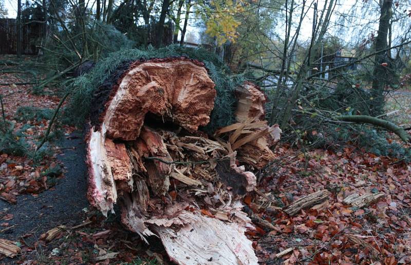 Veliké škody napáchaly poryvy silného větru v zámeckém parku v Chodové Plané.