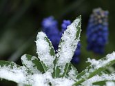 Pěstitelům a zahrádkářům nadělila příroda mrazivé jaro. Snímek je z nedělní sněhové nadílky v Chodové Plané. 