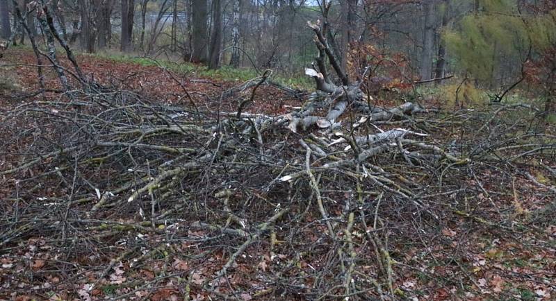 Veliké škody napáchaly poryvy silného větru v zámeckém parku v Chodové Plané.