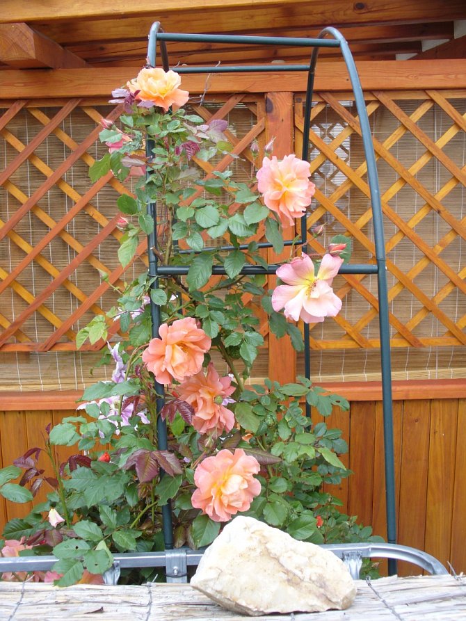 Kvetoucí růže