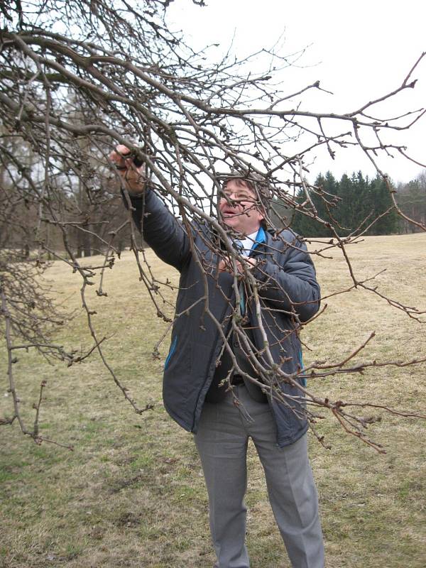 Odebrání roubu Lidické hrušně.