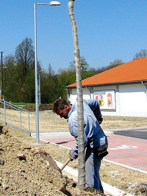 Javory budou v Plané  u supermarketu lemovat parkoviště.